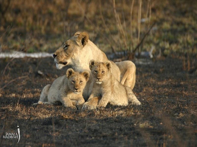 Jamala Madikwe Royal Safari Lodge Mochudi Exteriér fotografie